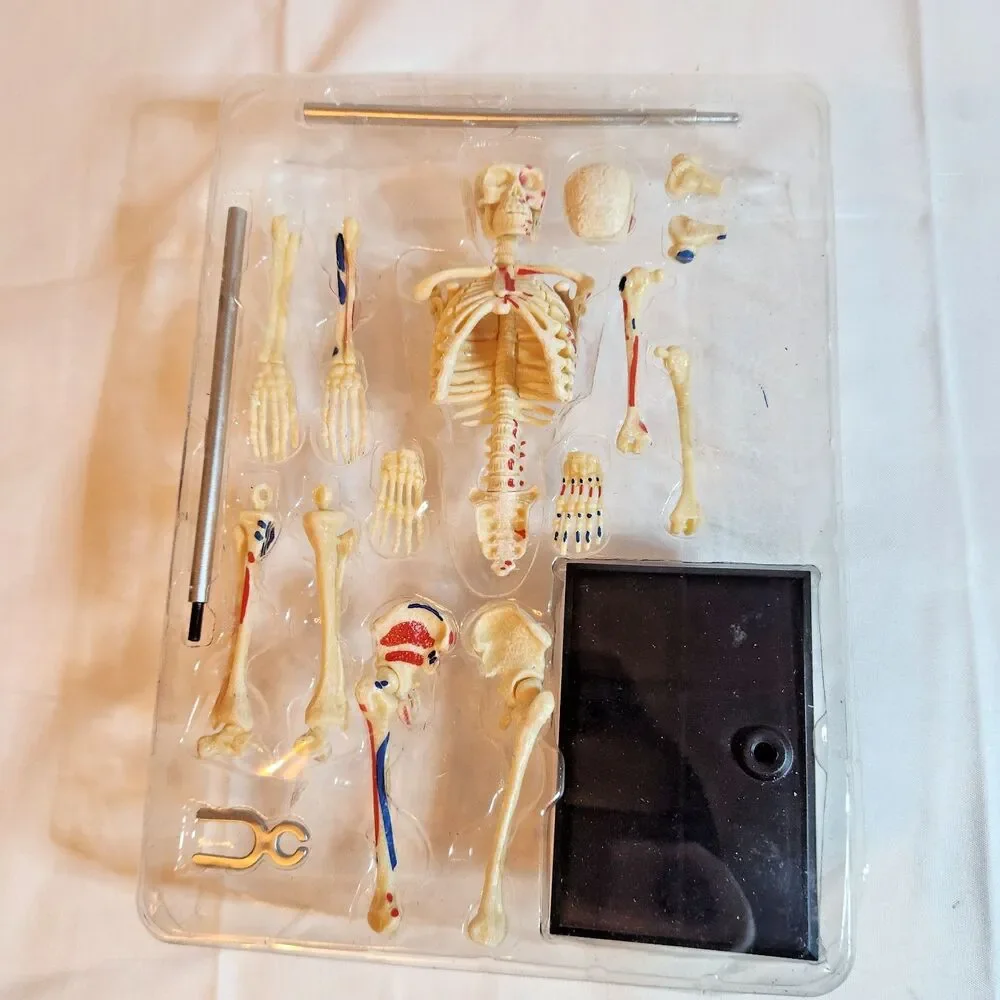 Learning Resources Mini Skeleton Model 9.2